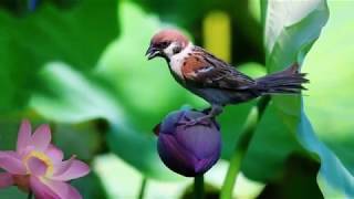 O Ri Chiraiya Song Save Birds Watch Hd Mp4 Videos Download Free