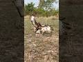 Eagle hunt bird of prey on the ground