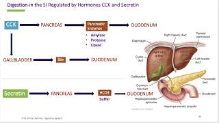 Digestive Hormones Explained: Gastrin, Secretin, CCK, Motilin, GIP, GLP-1, Leptin & Ghrelin