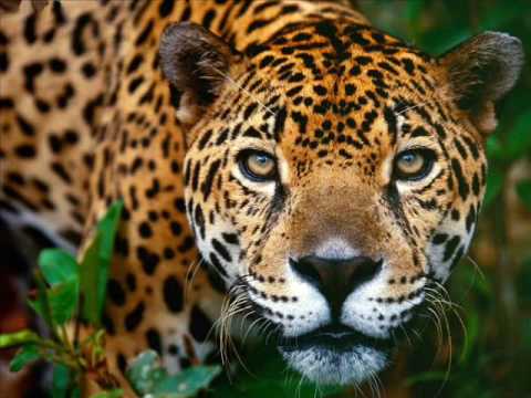 Julian de Angel - Jaguar 2009 (Dario Nuñez Mix)