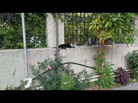 Apartment mein Billi Kitty 🐈 Pie