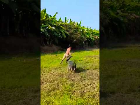 Personne ne peut prendre mes bébés😂 #shortvideo #funnyvideo