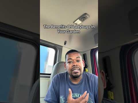 “Unlocking the Secrets of Ladybugs: Incredible Benefits for Your Garden! #garden #tips #subscribers