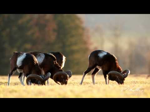 Muflon (Ovis musimon)