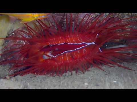 25 Other Gastropods - scuba diving video