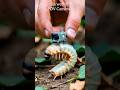 🐛 Silkworm POV: Tiny Camera Exploring a Secret Underground Insect Colony #shorts # silkworm