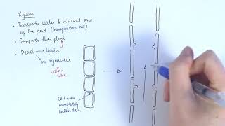 AS Biology - Transport systems in plants (OCR A Chapter 9.1)