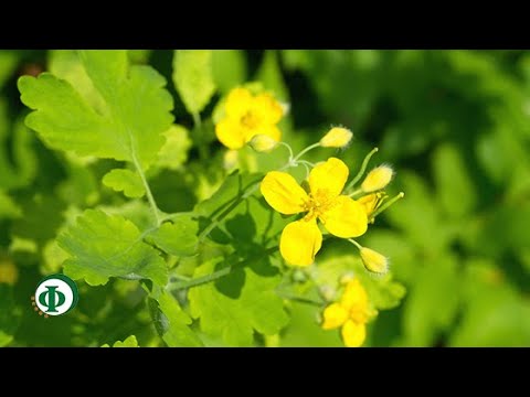 Китайская маска для отбеливания лица Пятна на теле пигментные и темные
