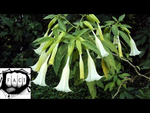 Top 10 Deadliest Poisonous Plants on Earth