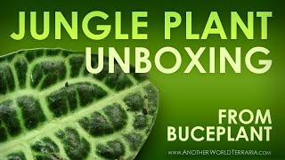 Buceplant.com Unboxing (they have jungle plants!)