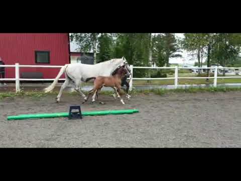 New Balantaire 12/6-20