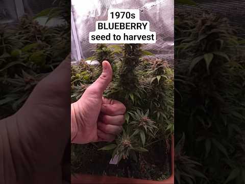 Wie verändert sich eine Pflanze vom Samen bis zur Ernte? 😱✨