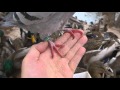 Rejected Racing Pigeon 7 1 2 Years Old In The Wild WGS AU 2008 99
