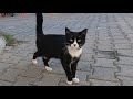 Tuxedo Cat With Black Dots On Her Nose And Her Friends Are So Cute