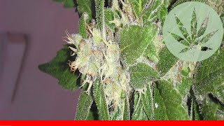 Dr. Grinspoon - All About This Strain