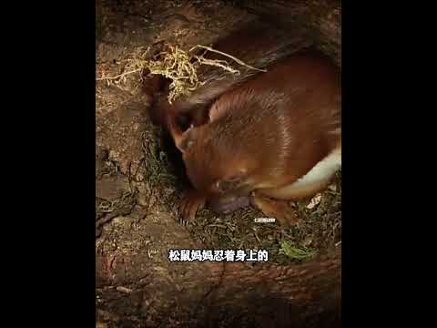 ：狹隘的樹洞中，小松鼠將由一個女孩成長為一位母親，大自然奇觀