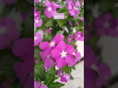 Kudrat #india #shorts #flowers #phool #nature #shortvideo #trend #viral #youtubeshorts #short #viral