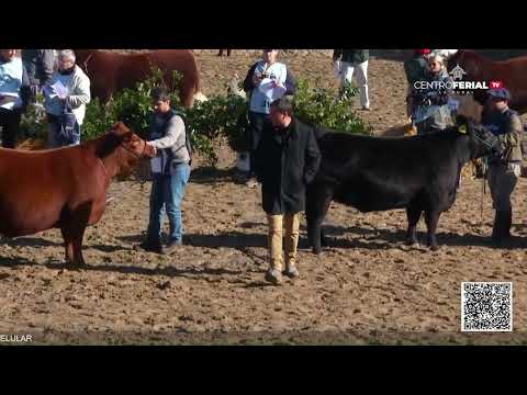 28-07-22 - Jura de Hembras Angus - Expo. Palermo 2022 - Parte 02 - Tarde