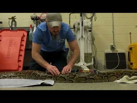 Brittany the 14-foot Burmese Python Gets a Check-up