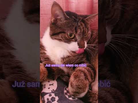 Kocia parodia piosenki sanah "było, minęło"