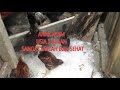CARA PENGGUAAN MINYAK GPU BETADINE IODINE SUNLIGH PADA AYAM UNTUK MENCEGAH PENYAKIT