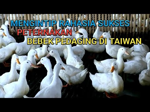 , title : 'Mengintip Rahasia Sukses Peternakan Bebek Pedaging di Taiwan'
