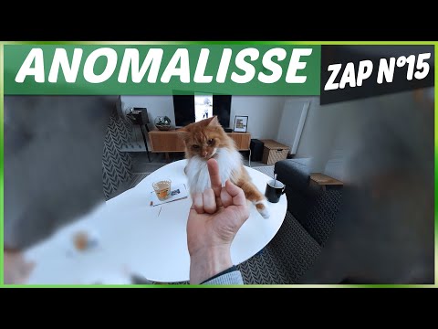 ANOMALISSE ZAP ANIMALIER N°15 - Animaux, Fails, Choc & Insolite