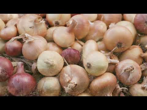 En Une, Cundinamarca, realizamos un taller de costos de producción de cebolla bulbo.