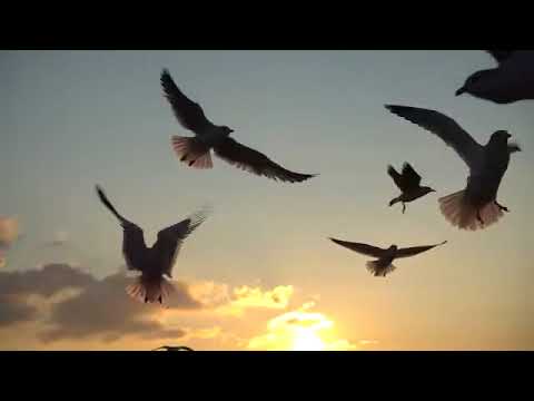 Laa Lee, Gold Up - Bird (Official Music Video) #laalee #goldup #bird #dancehall