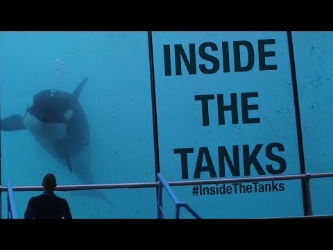 Inside the Tanks