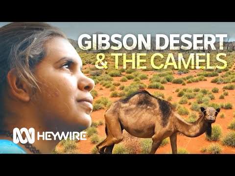 Life in the bush is great, but camels are destroying precious country Heywire ABC Australia