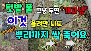 텃밭풀 그냥두면 큰일나요 이것만 올려놓으면 100% 뿌리까지 싹 죽어요 작물 수확후 덮어만 놓으세요 #풀제거…