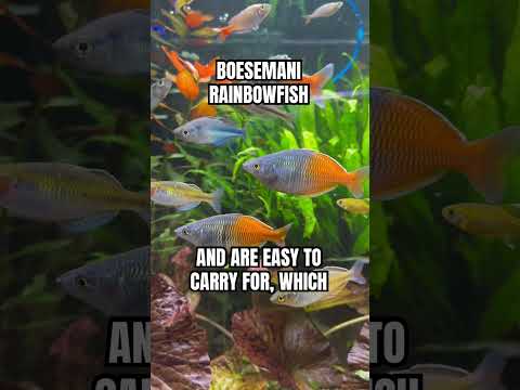 The Boesemani Rainbowfish #fishtank #tropicalfish #plantedtank #aquarium #aquascape