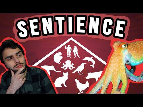 Are Humans The Most Sentient Animal? | The Dimensions of Animal Consciousness
