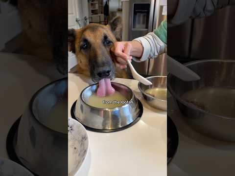 What my Chinese Shepherd Eats in Our Chinese Household #dogs #shorts