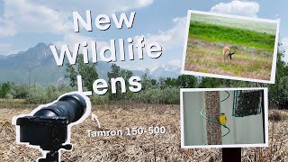 Initial Review and Field Test of the Tamron 150-500mm Telephoto Lens