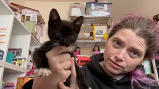 We got a new baby!! Let's welcome kitten Nebula.