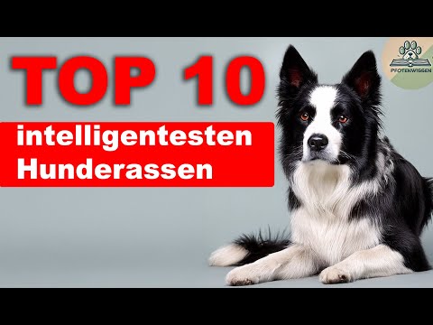 Die 10 intelligentesten Hunderassen 🐾 | PfotenWissen