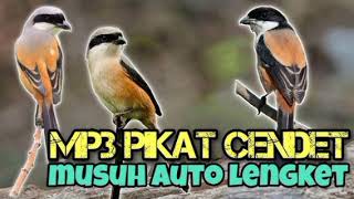 Download lagu Pikat burung pentet/cendet - paling gacor - suara asli - full tanpa iklan!!!!!!! mp3 Download lagu Pikat burung pentet/cendet - paling gacor - suara asli - full tanpa iklan!!!!!!! mp3
