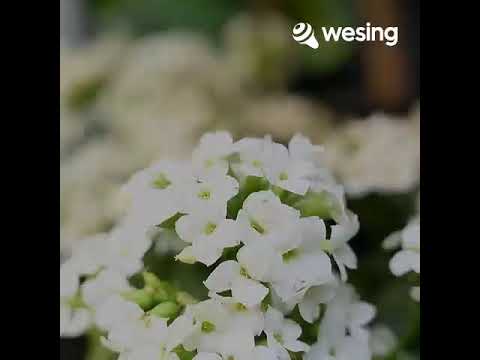 maafmu.    harapanku