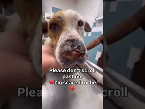 We rushed him to the vet immediately.🙏 DONATION LINK IN BIO #usa #london #germany #uk #losangeles