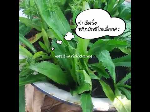 ขมิ้นเพื่อเพิ่มความแข็งแรง แต่เพิ่มครีมสมาชิก