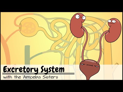 Excretory System and the Nephron