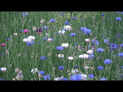 ヤグルマギク 植物