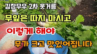 김장무2차웃거름 무잎은 따지 마시고 이렇게 해야 무가 크고 맛있습니다.