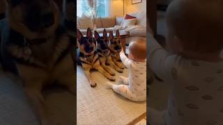 Download lagu Baby Says “Bang”… 3 German Shepherds Drop — Baby Drops Too 😂 mp3