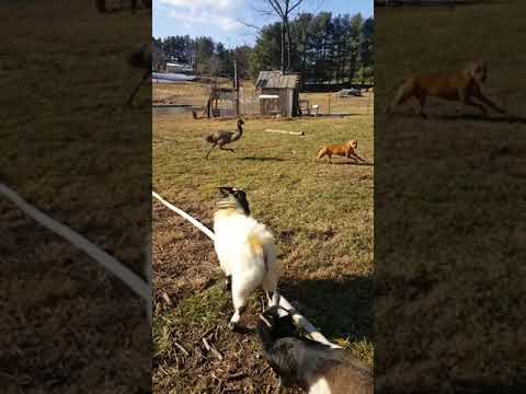 Emu & dog, play time