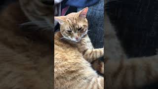 察する猫　磯野家のタマ(トラ) #Shorts  イソノ