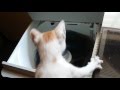 Cute Cat Afraid Scared Of Washing Machine Indian Cat 2016