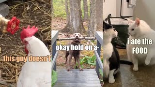 Funny Animal Voiceover Compilation Part 11 @klrdubs TikTok